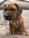 Twix (Candy Litter)