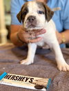 White Chocolate (Candy Litter)