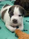 White Chocolate (Candy Litter)