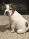 White Chocolate (Candy Litter)