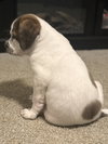 White Chocolate (Candy Litter)