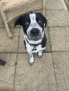 Knox