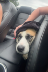 Tulip - Flower Litter Mama