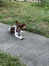 Fifi