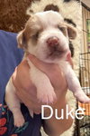 Duke