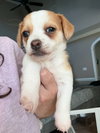 Duke