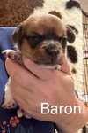 Baron