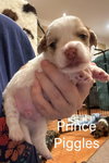 Prince Piggles