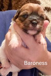 Baroness