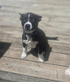 Stella