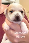 Meredith