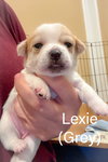 Lexie