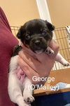 George