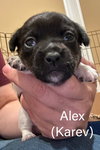 Alex