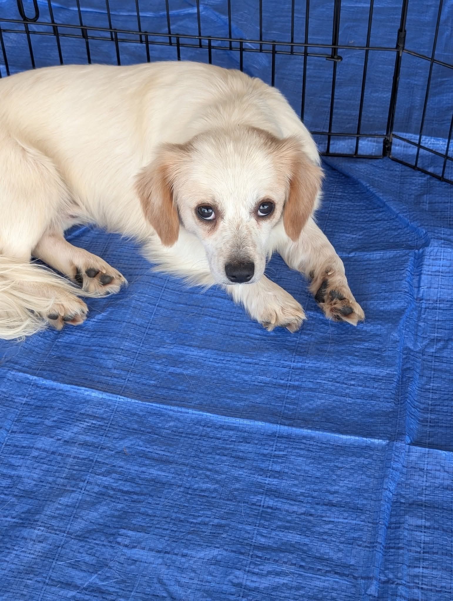 adoptable Dog in Holly Springs, NC named Conan