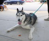 Hachi