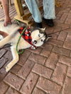 Hachi - Photo 8