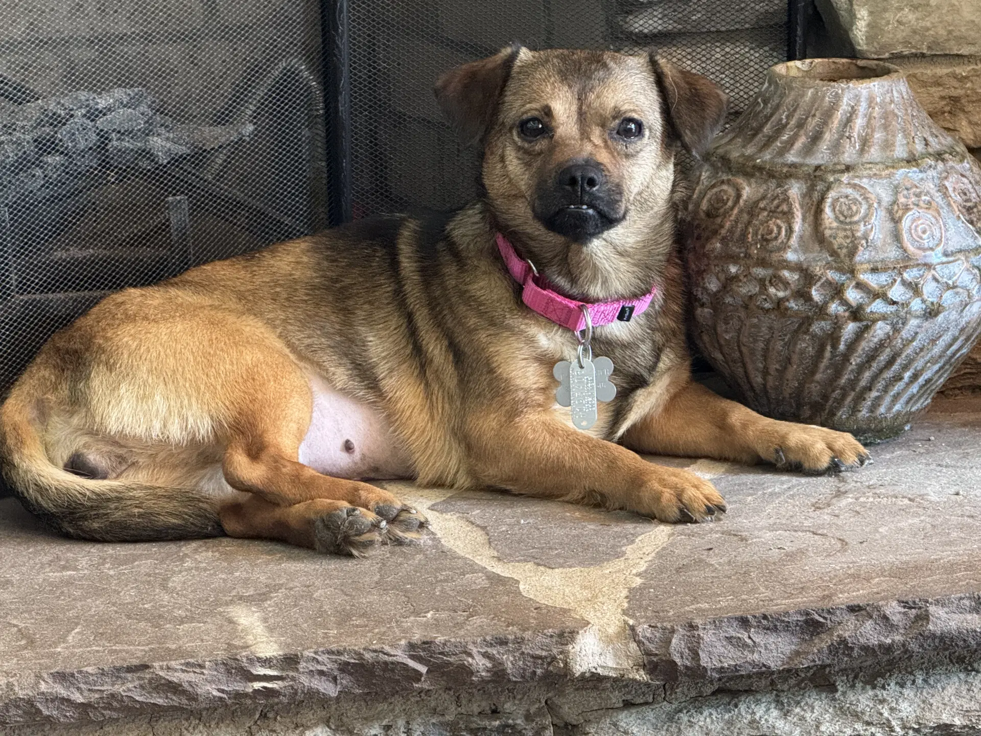 Chrissy - Chihuahua