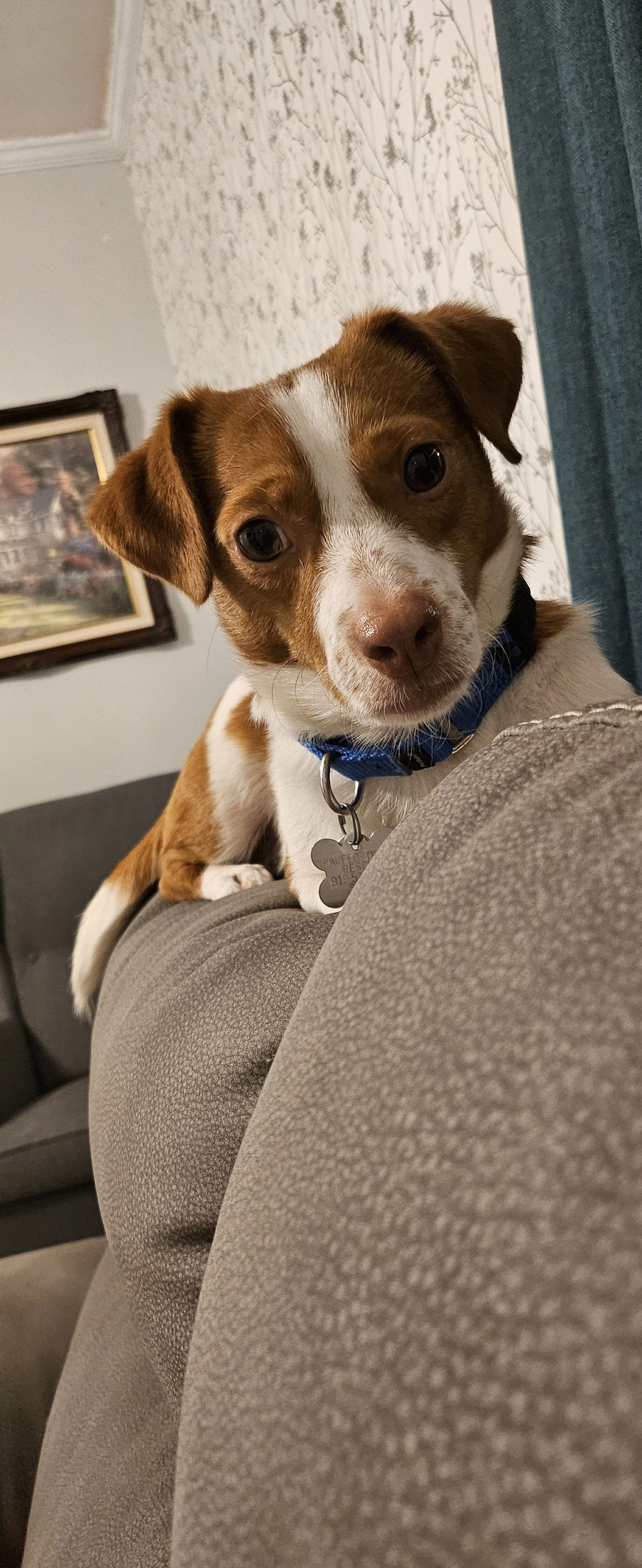 adoptable Dog in Holly Springs, NC named Finn
