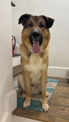 Bruno