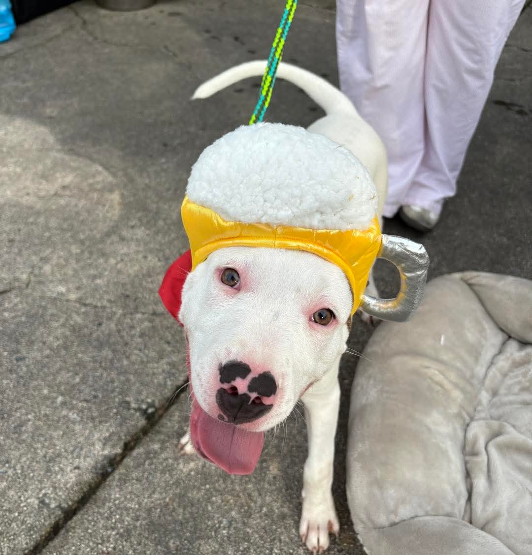 adoptable Dog in Holly Springs, NC named Toast