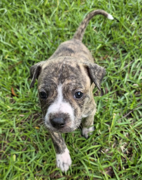 Rye