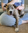 adoptable Dog in  named Rye
