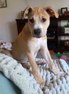 adoptable Dog in  named Croissant