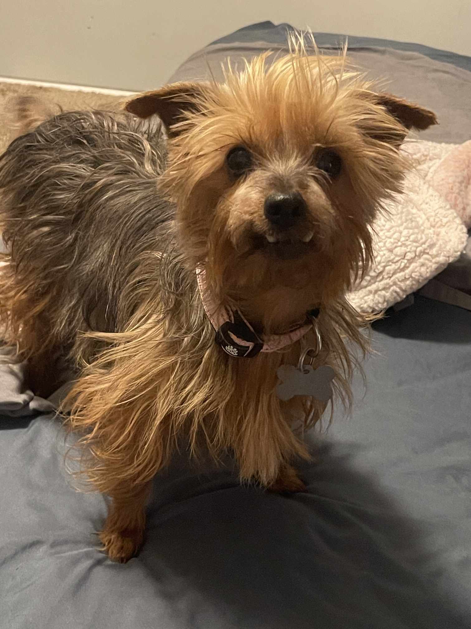 adoptable Dog in Holly Springs, NC named Tilly