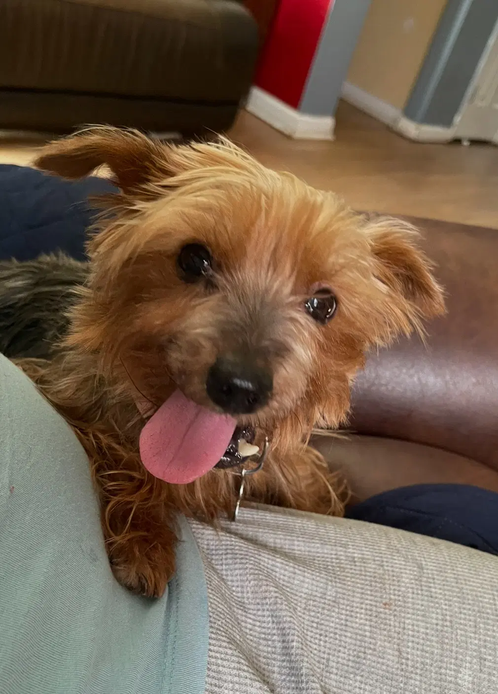 Tilly image 3