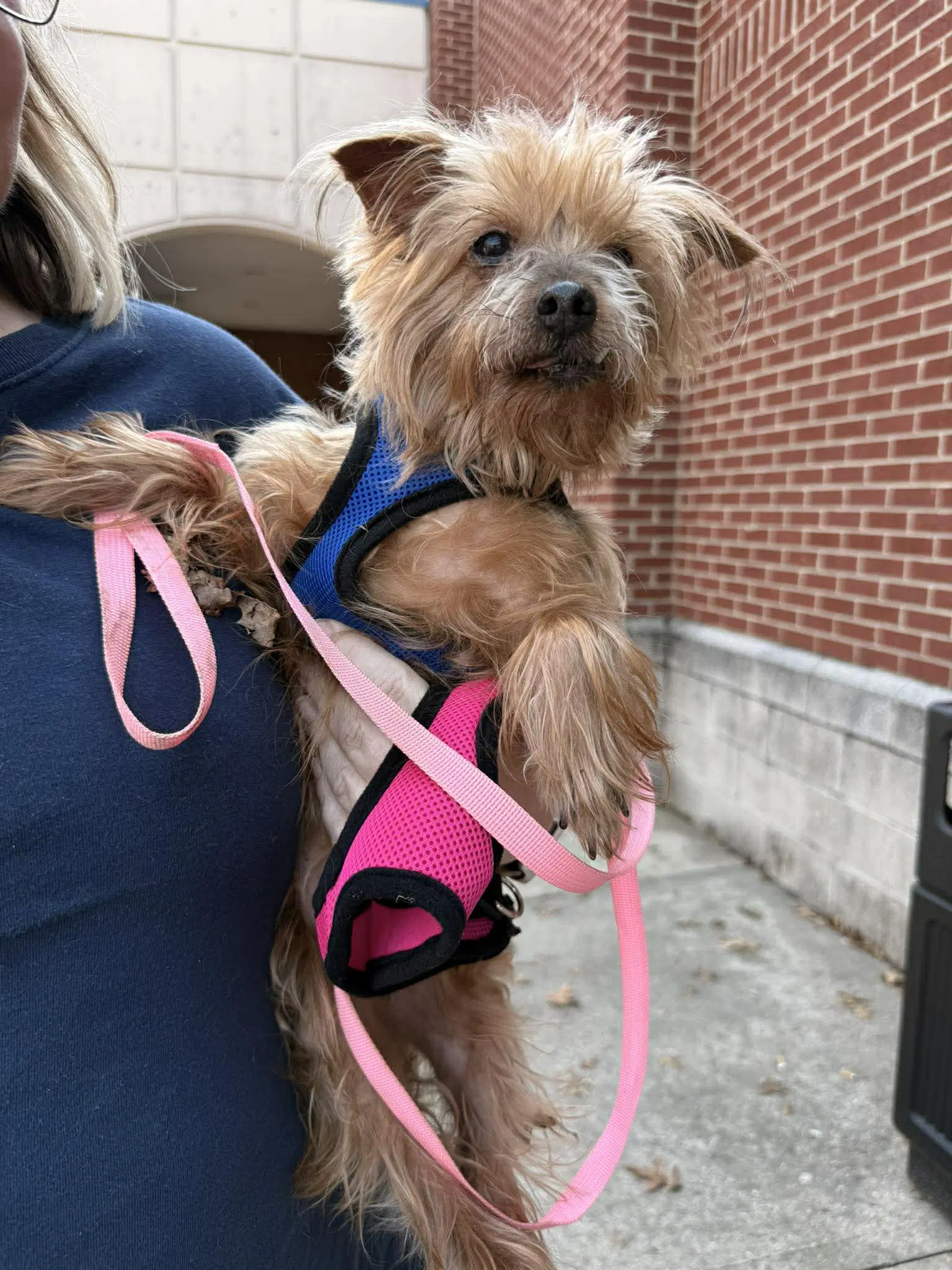 Tilly - Yorkshire Terrier Yorkie