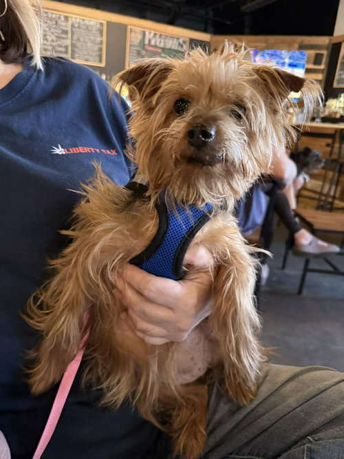 TILLY - Yorkshire Terrier Yorkie available for adoption
