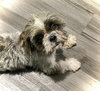 Petey