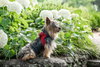 Ollie - Adoption Pending
