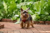 Ollie - Adoption Pending