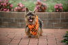 Ollie - Adoption Pending