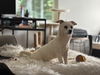 adoptable Dog in  named Charlie (Granville)