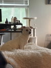Charlie
