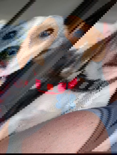 Pip