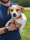 adoptable Dog in  named Pip