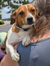 adoptable Dog in  named Jasper