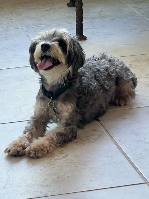DECLAN - Yorkshire Terrier Yorkie / Maltese available for adoption