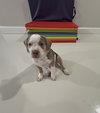 Payton - Preppy Pup Litter