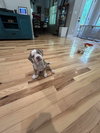 Payton - Preppy Pup Litter
