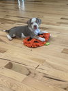 Payton - Preppy Pup Litter
