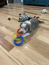 Payton - Preppy Pup Litter