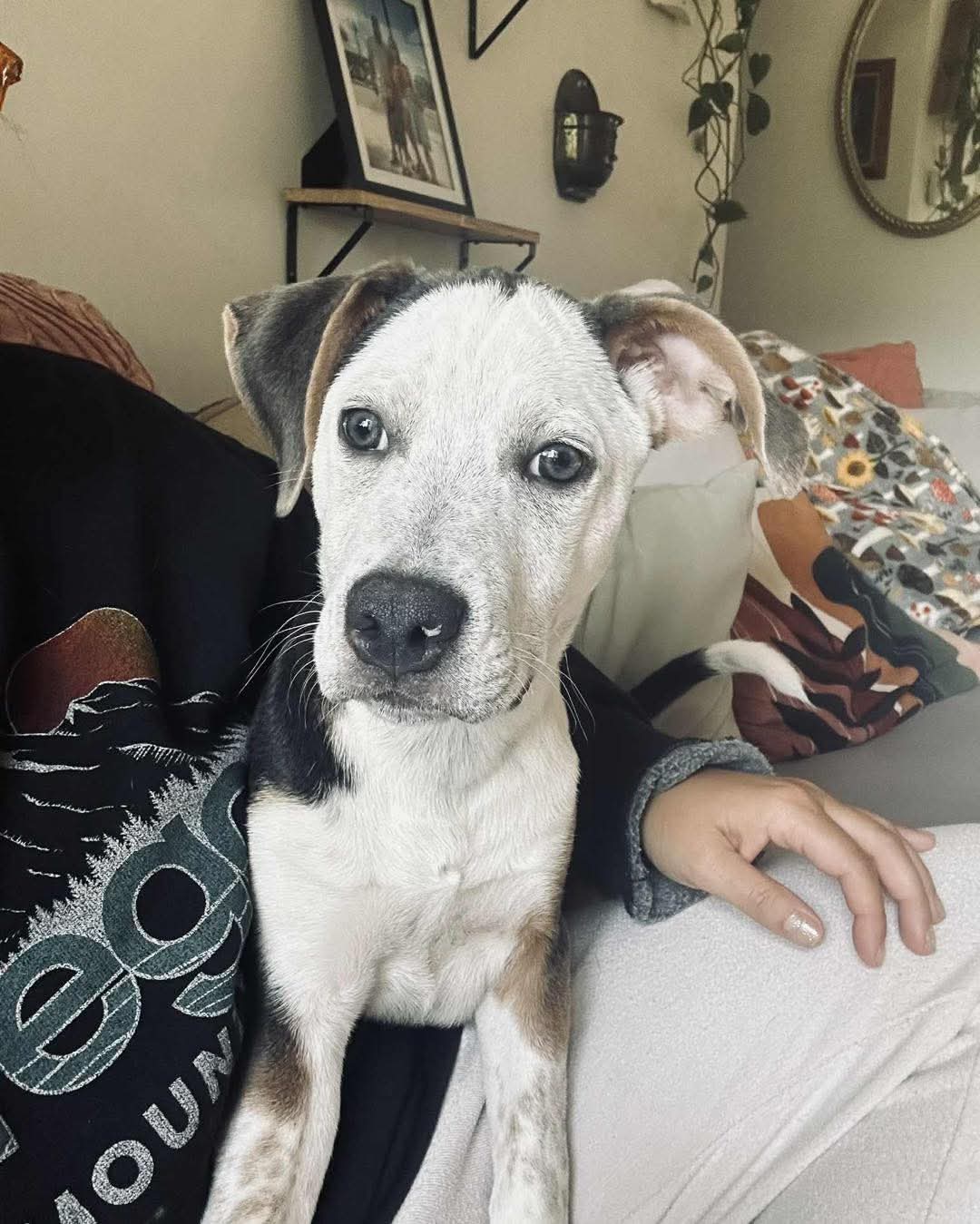 adoptable Dog in Holly Springs, NC named Porter - Preppy Pup Litter