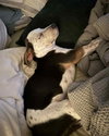 Porter - Preppy Pup Litter