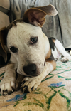 Porter - Preppy Pup Litter