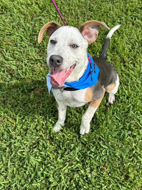 Porter - Preppy Pup Litter